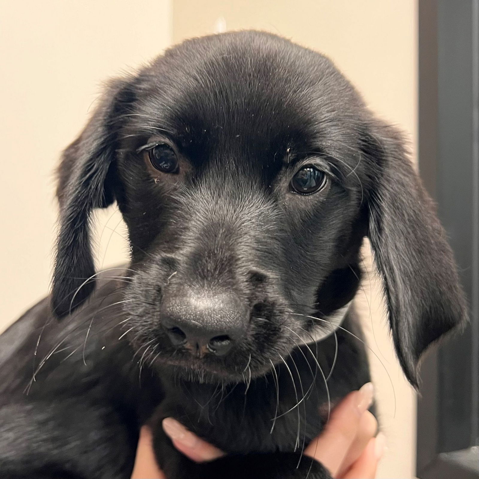 adoptable Dog in Rancho Santa Fe, CA named Oregon