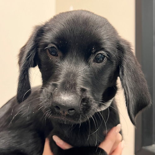 OREGON - Unknown available for adoption