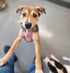 adoptable Dog in  named Moose