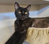 adoptable Cat in  named Summer