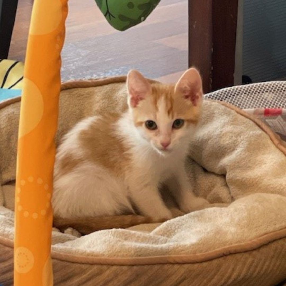 adoptable Cat in Rancho Santa Fe, CA named Emerald