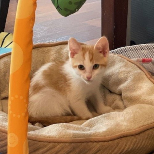EMERALD - Unknown available for adoption