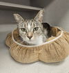 adoptable Cat in  named Bug