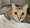 adoptable Cat in  named Clementine