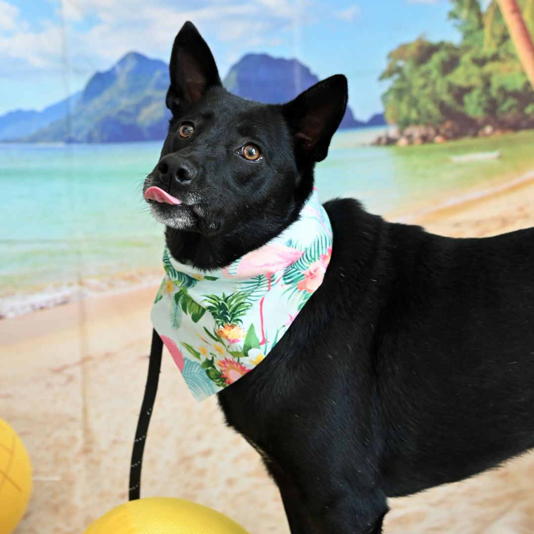 adoptable Dog in Rancho Santa Fe, CA named Eve