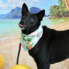 adoptable Dog in rancho santa fe, CA named Eve