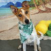 adoptable Dog in rancho santa fe, CA named Flash