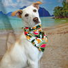 adoptable Dog in  named Teddy Graham