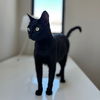 adoptable Cat in rancho santa fe, CA named Flow