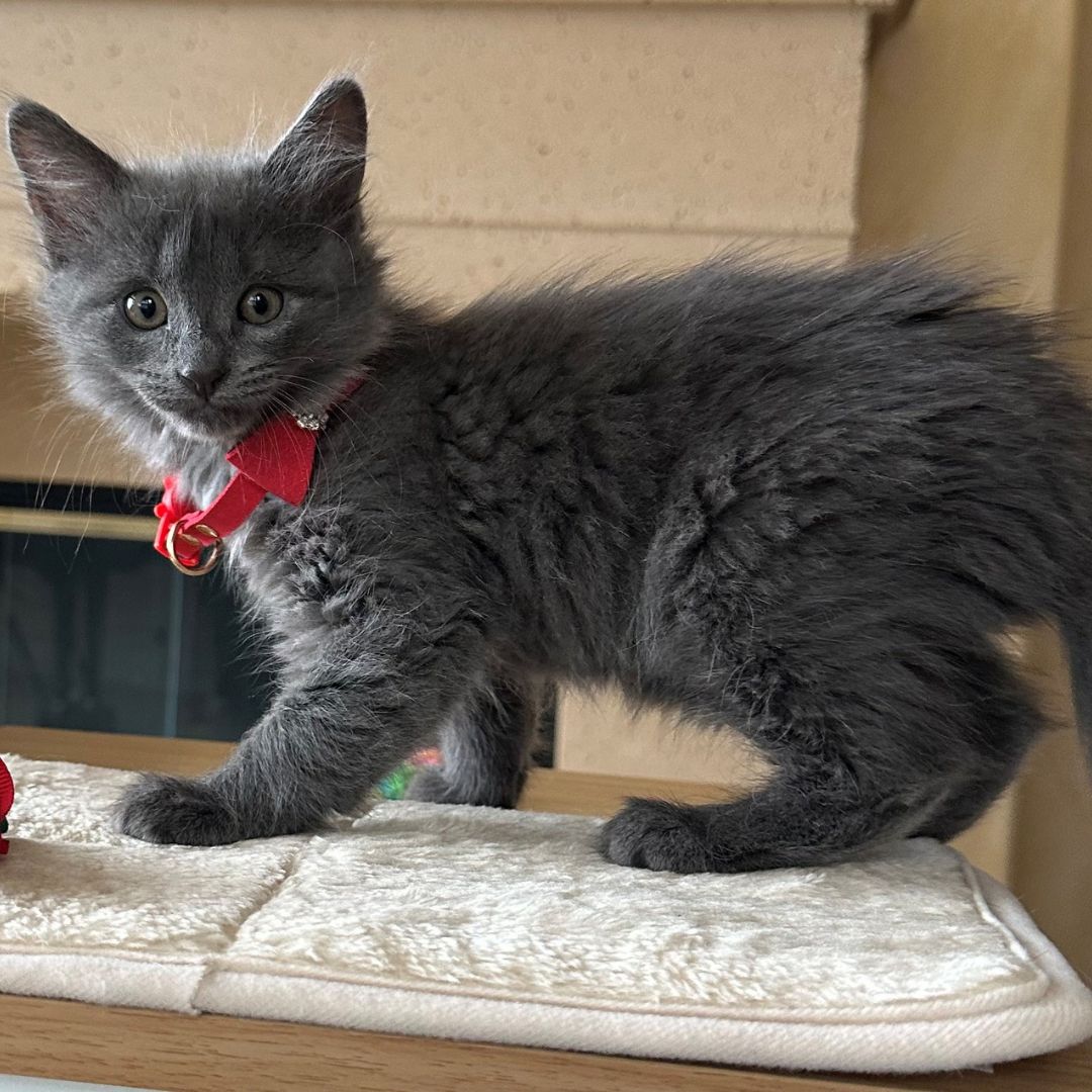 adoptable Cat in Rancho Santa Fe, CA named Radish
