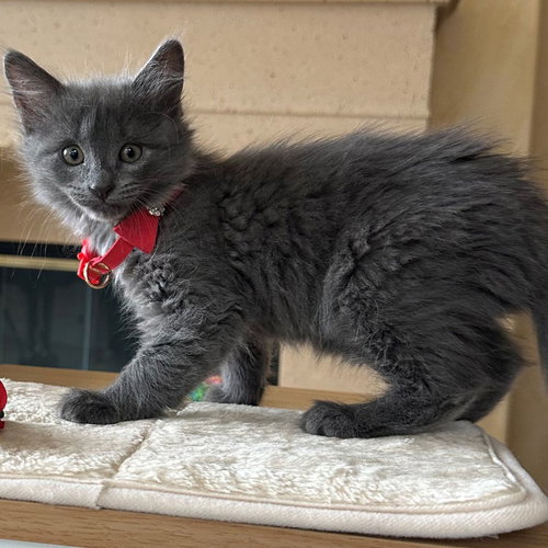 RADISH - Unknown available for adoption