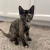 adoptable Cat in  named Black Widow
