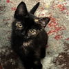 adoptable Cat in  named Creamsicle