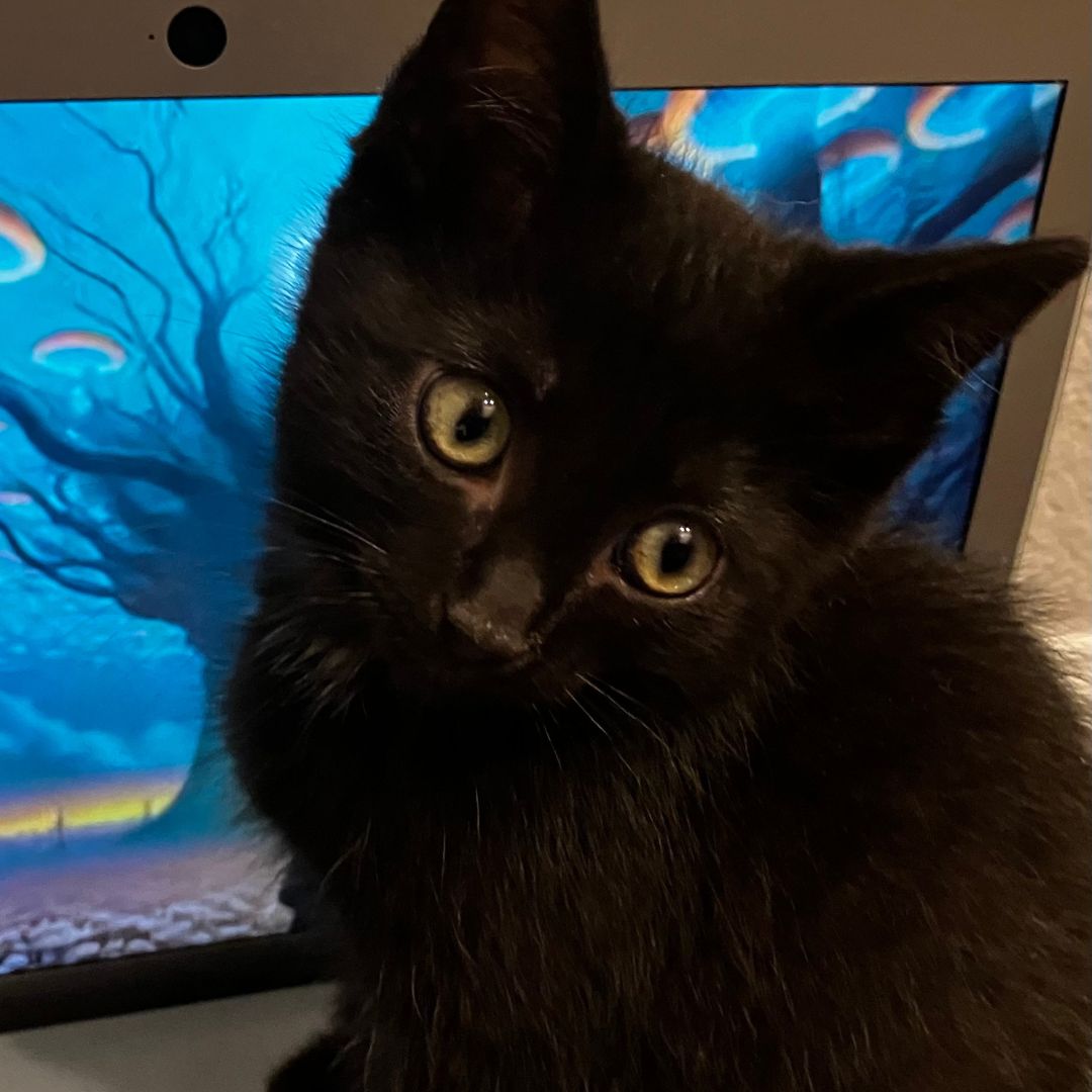adoptable Cat in Rancho Santa Fe, CA named Dreamsicle