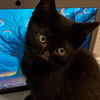 adoptable Cat in rancho santa fe, CA named Dreamsicle