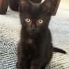 adoptable Cat in  named Popsicle