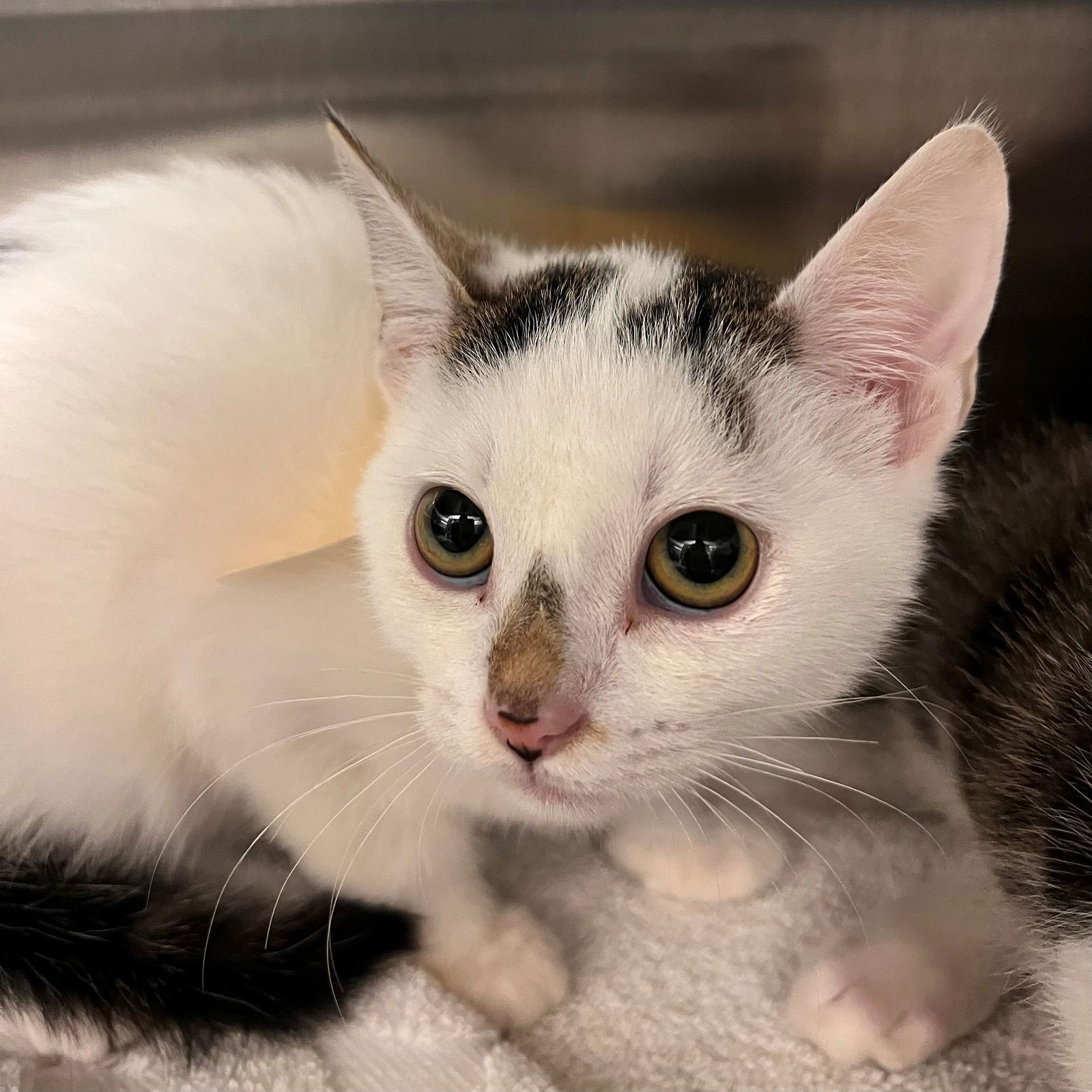 adoptable Cat in Rancho Santa Fe, CA named Tina