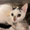 adoptable Cat in  named Tina