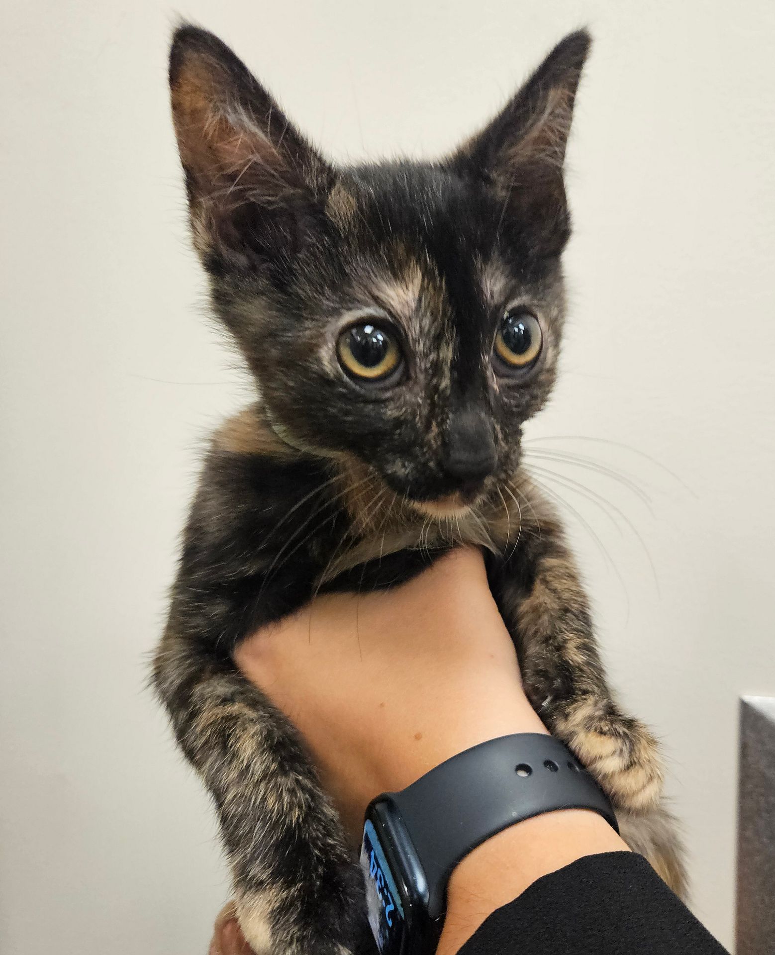 adoptable Cat in Rancho Santa Fe, CA named Tinkerbelle