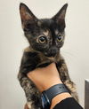 adoptable Cat in  named Tinkerbelle
