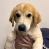 adoptable Dog in  named Chandler
