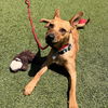 adoptable Dog in rancho santa fe, CA named Dingo