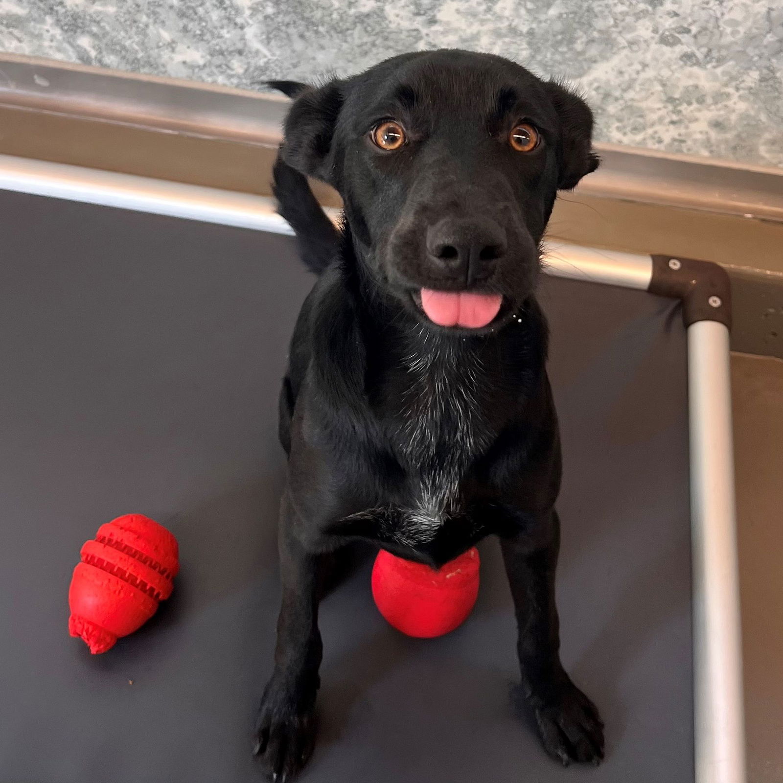 adoptable Dog in Rancho Santa Fe, CA named Lizzy