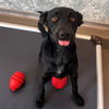 adoptable Dog in  named Lizzy