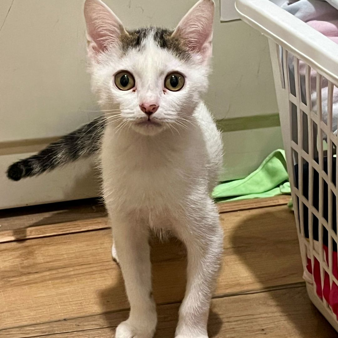 adoptable Cat in Rancho Santa Fe, CA named Louise