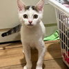 adoptable Cat in  named Louise