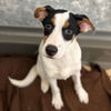 adoptable Dog in  named Peanut