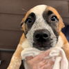 adoptable Dog in  named Leia