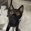 adoptable Cat in  named Peter Pan