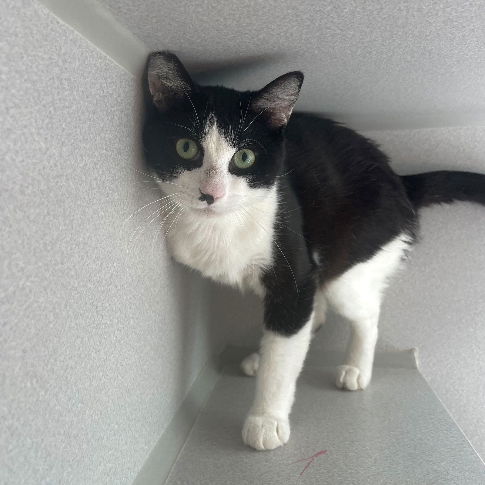 adoptable Cat in Rancho Santa Fe, CA named Doc