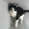 adoptable Cat in rancho santa fe, CA named Doc
