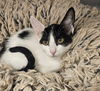 adoptable Cat in rancho santa fe, CA named Elinor