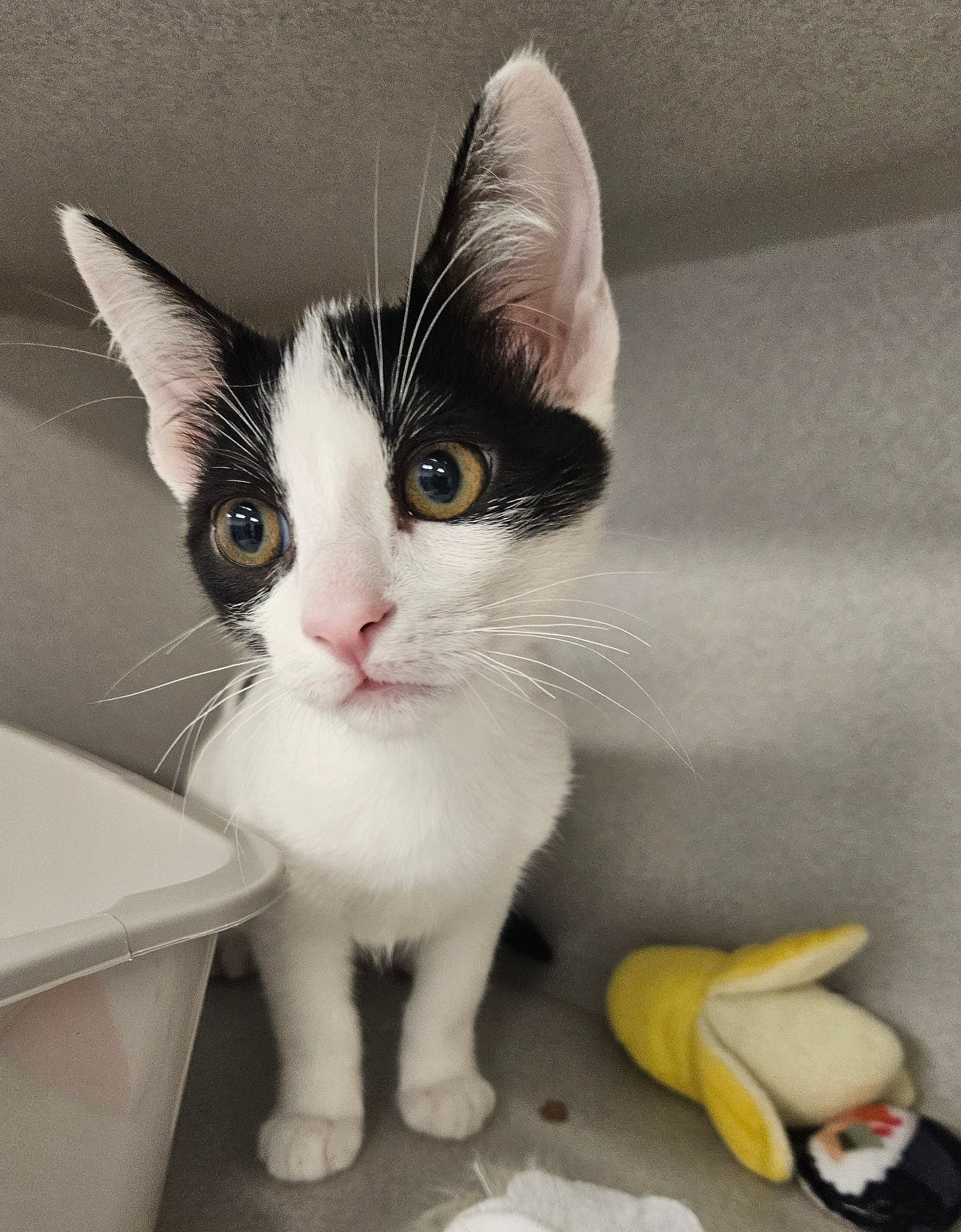 adoptable Cat in Rancho Santa Fe, CA named Fergus