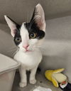 adoptable Cat in rancho santa fe, CA named Fergus