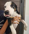 adoptable Dog in  named Heckle