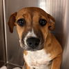 adoptable Dog in  named Holly