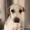 adoptable Dog in  named Hunter