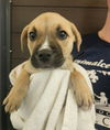 adoptable Dog in  named Kimmy