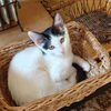 adoptable Cat in rancho santa fe, CA named Guinevere
