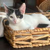 adoptable Cat in  named Nimue