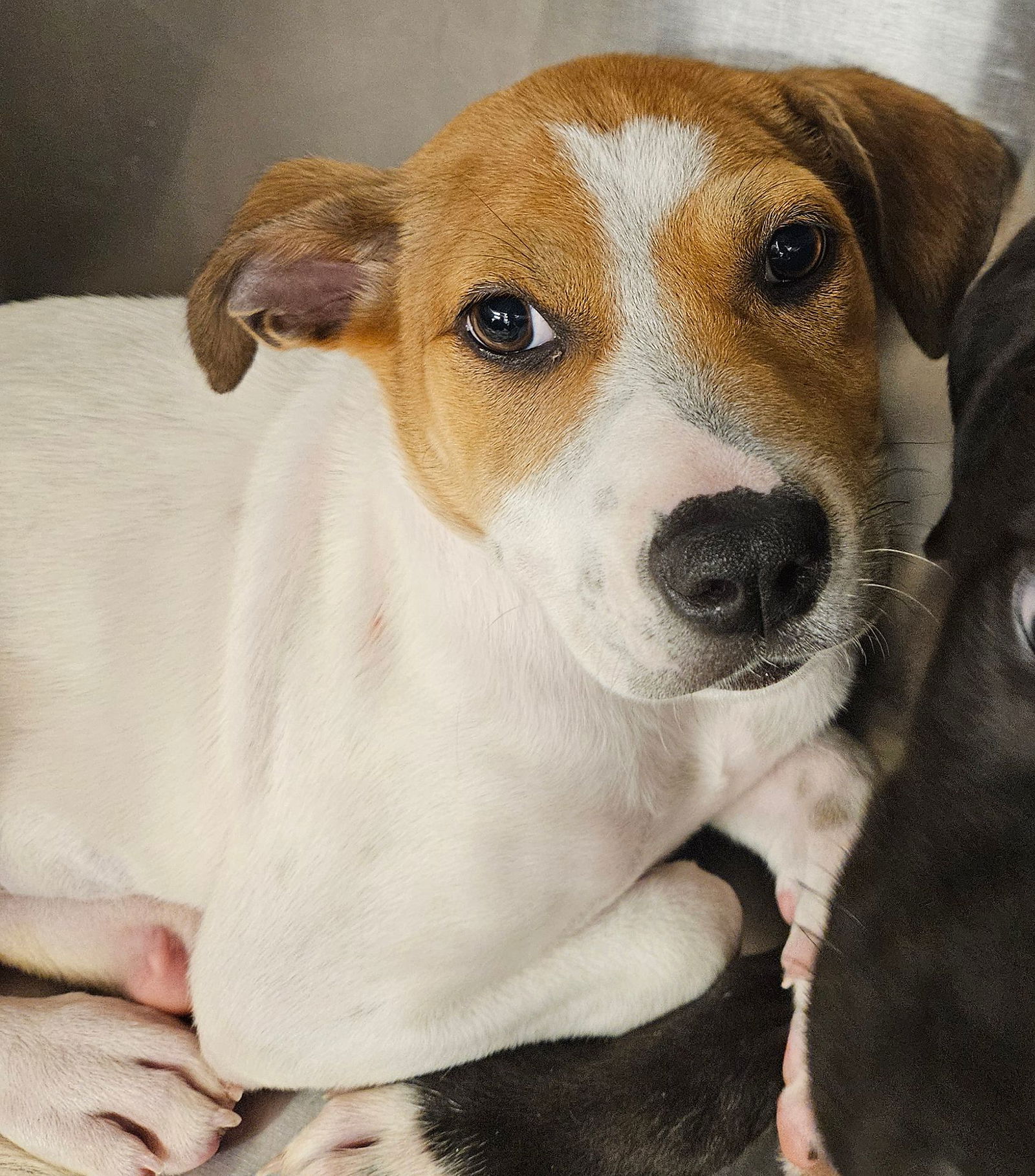 adoptable Dog in Rancho Santa Fe, CA named Sissy