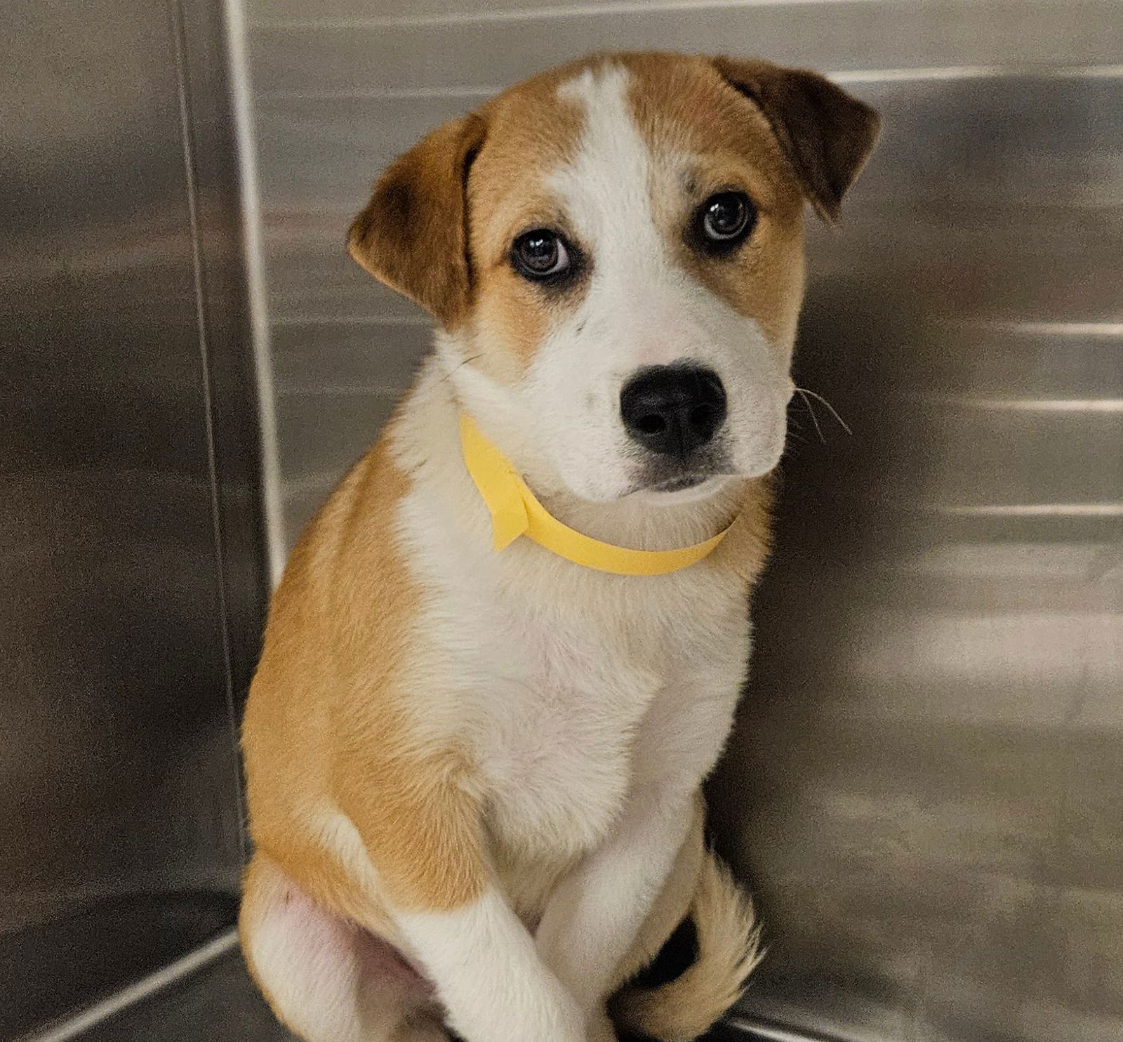 adoptable Dog in Rancho Santa Fe, CA named Juno