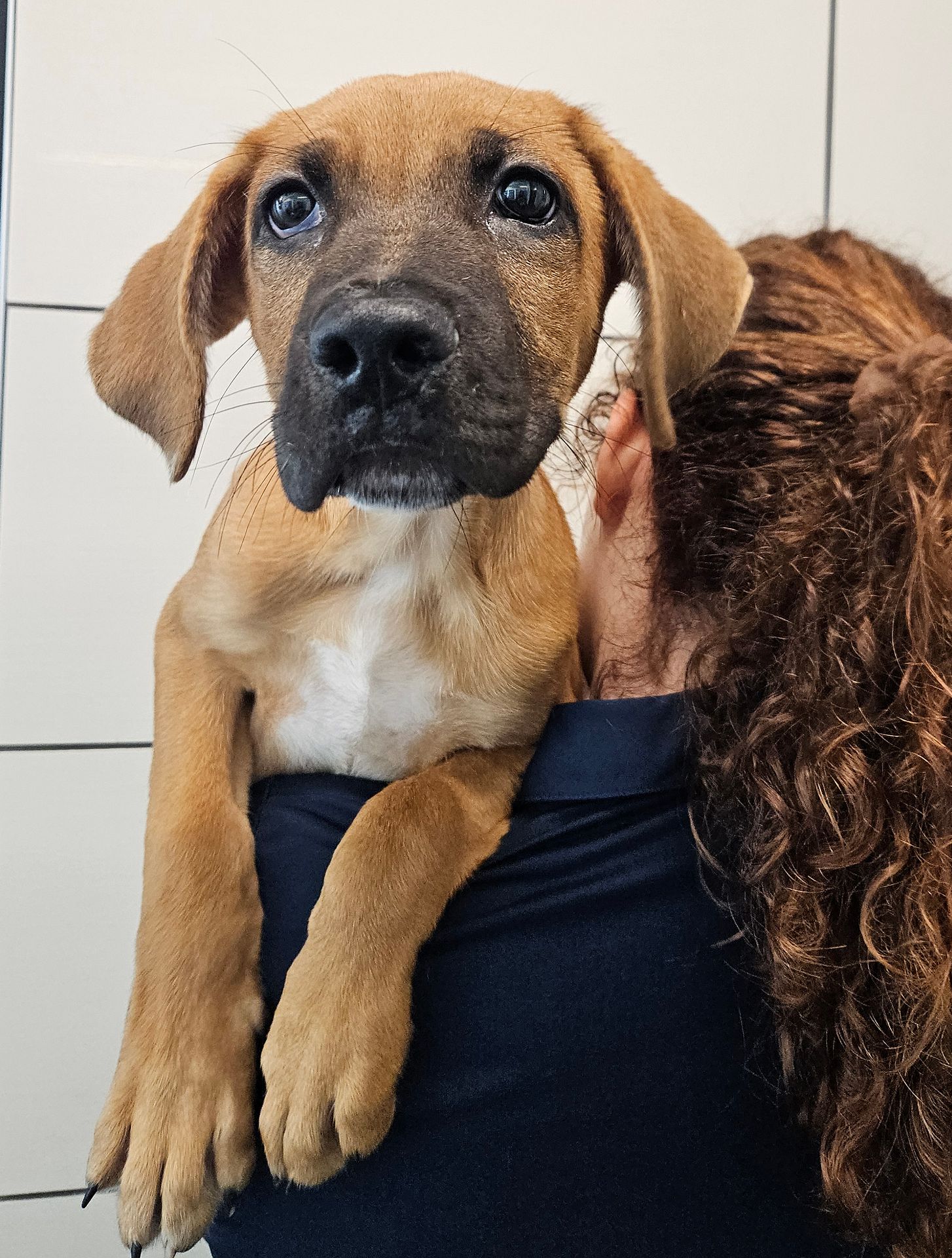 adoptable Dog in Rancho Santa Fe, CA named Claude