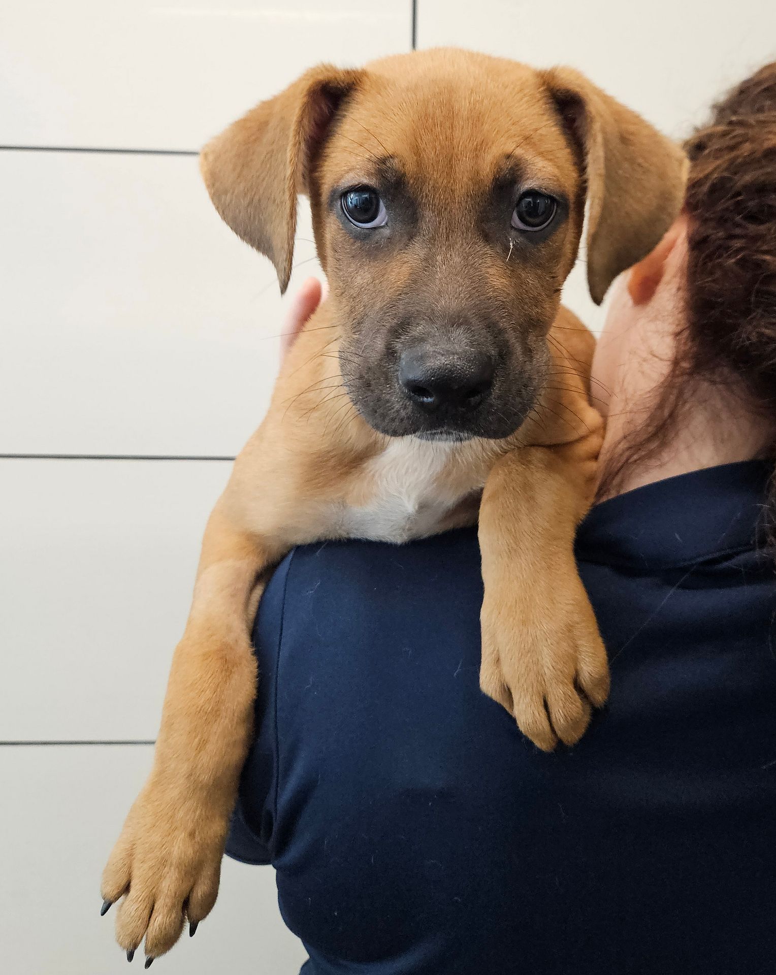 adoptable Dog in Rancho Santa Fe, CA named Pablo