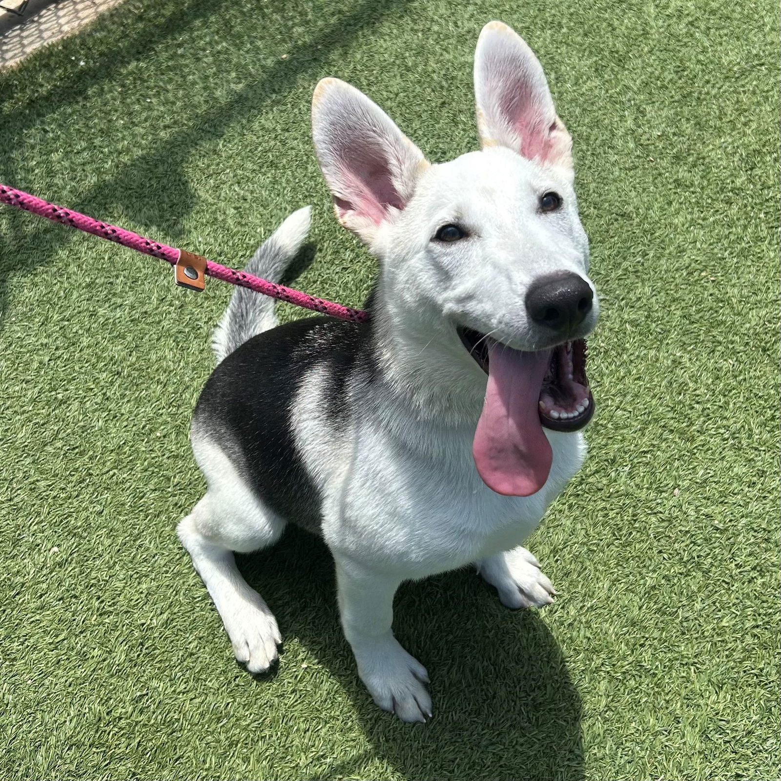 adoptable Dog in Rancho Santa Fe, CA named Thyme