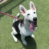 adoptable Dog in  named Thyme